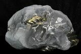 Pyritized Pleuroceras Ammonite - Germany #33064-1